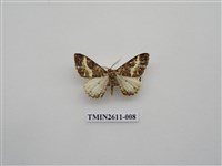 藏品(尺蛾128)的圖片